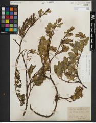 Foto von Salix kitaibeliana Willd.